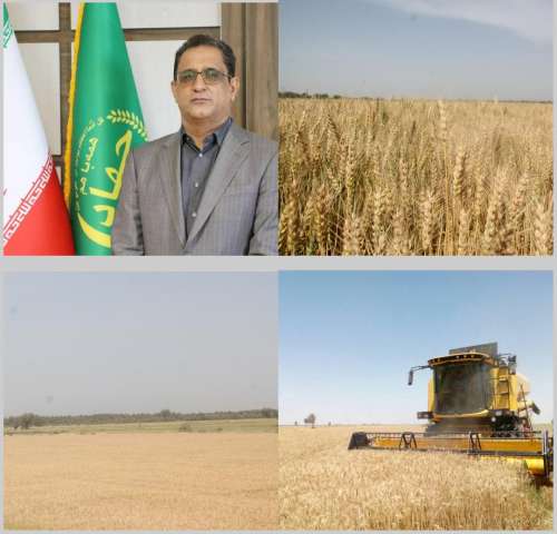 عملیات برداشت گندم در جنوب کرمان آغاز شد